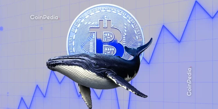 Bitcoin Whales Accumulate 270,000 BTC